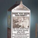 HAVE YOU SEEN THIS BABY? He was stolen from his mother shortly after birth. In fact, the milk in this carton was intended for him. Millions of babies like him are taken from their mothers each year.