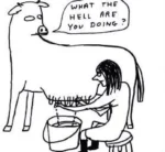 Illustration of a human milking a cow and the cow saying "What the hell are you doing?"