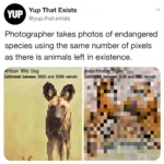 Yup That Exists @yup.that.exists  Photographer takes photos of endangered species using the same number of pixels as there is animals left in existence.  African Wild Dog Estimated between 3000 and 5500 remain  Indochinese Tiger Estimated between 600 and 650 remain