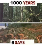 Top: A photo of a lush forest and text: 1000 years. Bottom: A photo of a clearcut forest and test: 6 days.