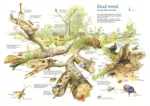 Illustration of a fallen tree & the multitude of living organisms who benefit from its death & gradual disintegration / reintegration. Text overlay: Dead wood is indispensable for food, residence, & as a breeding place for well over a 10th of all species on land. Each decay stage has its own flora & fauna. Many nutrients pass through dead wood & the soil back into the natural cycle. Shown are many kinds of animals/ birds / insects / plants / fungi  & more who are nourished by the tree's death.