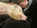 A big cute pig sleeping head on a sleeping mans lap.