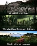 Three pictures are shown, stacked from top to bottom. The picture on top is labeled "World without bees" and appears to be a dead landscape. The middle picture, labeled "World without trees and animals," depicts a futuristic human city, a megalopolis, but with a smoky sky and a sickly glow. The third picture is labeled "World without humans." We see a beautiful landscape with flowers, trees, verdant meadows, clean air, and in the distance, snow-capped mountains.