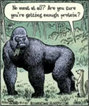 This image is a comic strip showing a large gorilla standing in a grassy area, holding a leaf in their mouth. Next to it, a smaller prairie dog is looking up at the gorilla and asking, "No meat at all? Are you sure you're getting enough protein?" The scene is depicted in a humorous and exaggerated cartoon style, with the contrast between the massive gorilla and the tiny prairie dog highlighting the irony of the question.